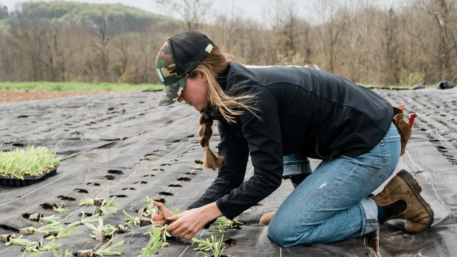 Agricultora plantando plántulas a mano en un campo cubierto con manta de cultivo, ejemplo de prácticas regenerativas