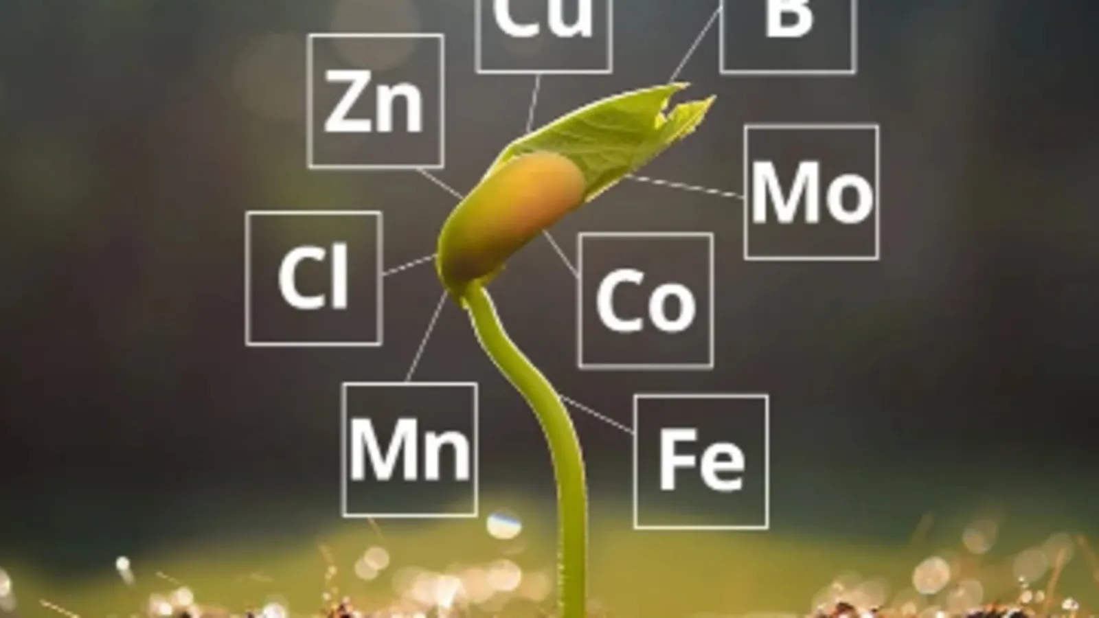 Plántula germinando rodeada de etiquetas con los símbolos de los micronutrientes esenciales (Zn, Cl, Mn, Cu, B, Mo, Co, Fe)