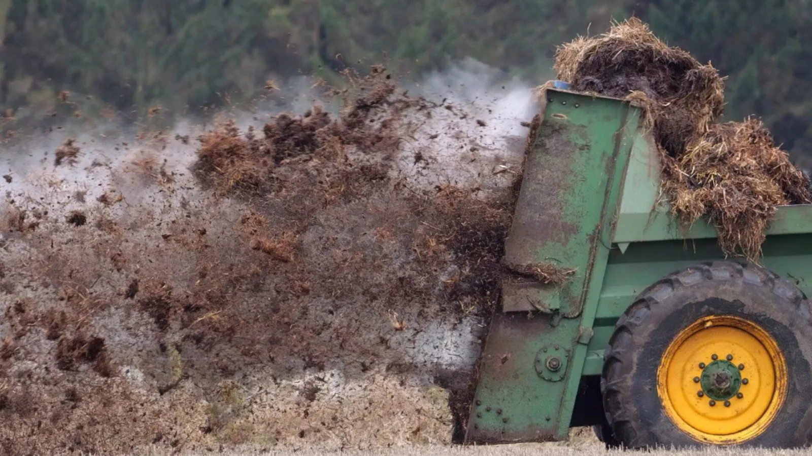 Remolque agrícola esparciendo estiércol sobre un campo, ejemplo de fertilización orgánica