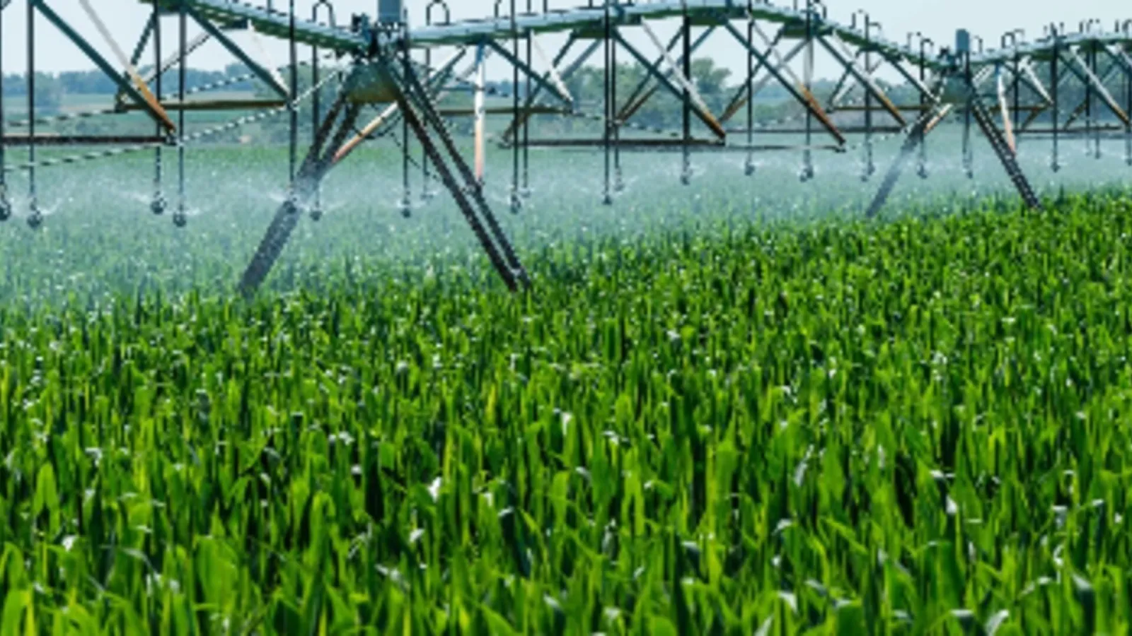 Pivote de riego pulverizando agua sobre un cultivo de cereal verde y frondoso