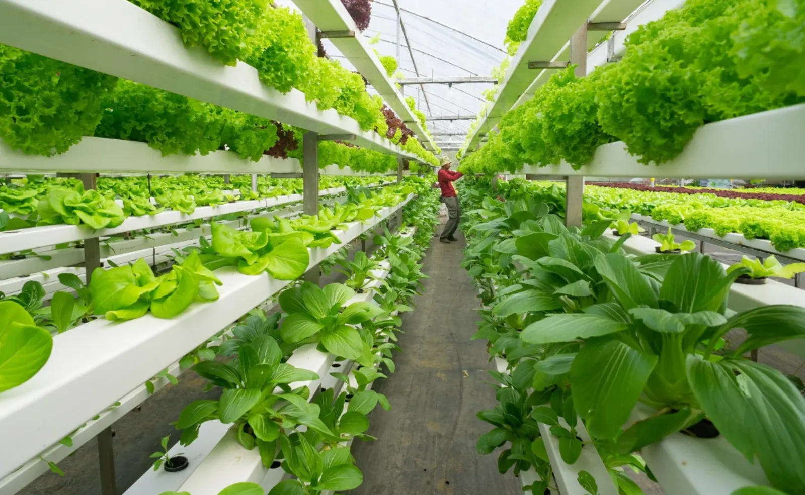 Invernadero hidropónico con lechugas y hortalizas cultivadas en bandejas verticales sin suelo