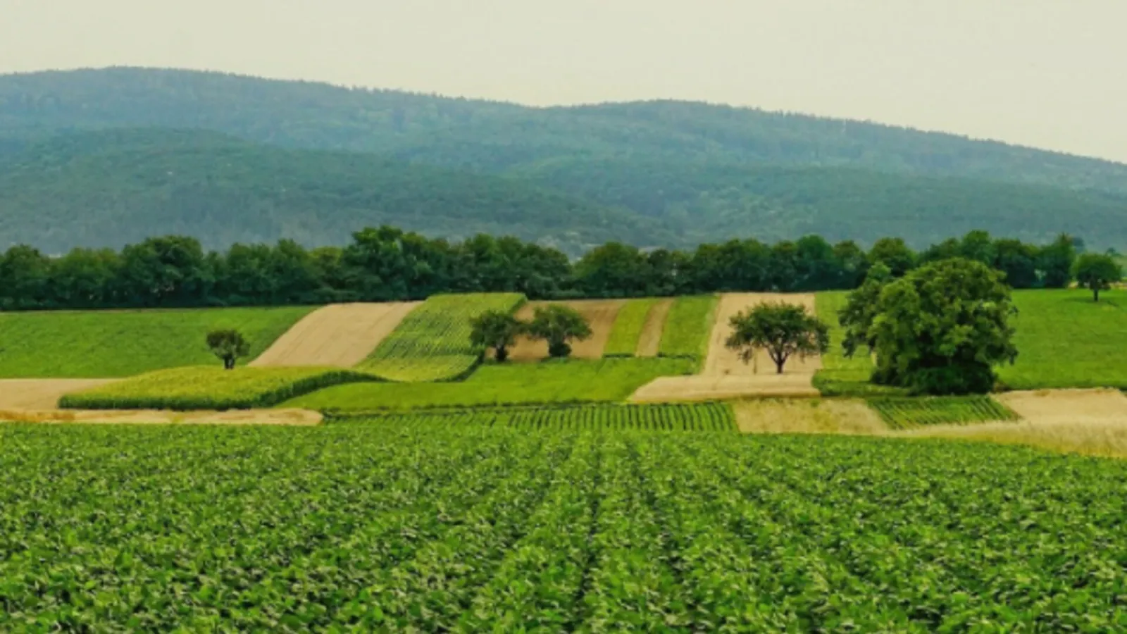 Campo de cultivo con hileras geométricas y colinas boscosas al fondo, símbolo de la agricultura de precisión