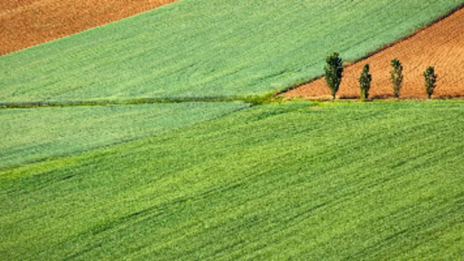 Vista aérea de un mosaico de parcelas agrícolas con franjas verdes y marrones bordeadas por cipreses