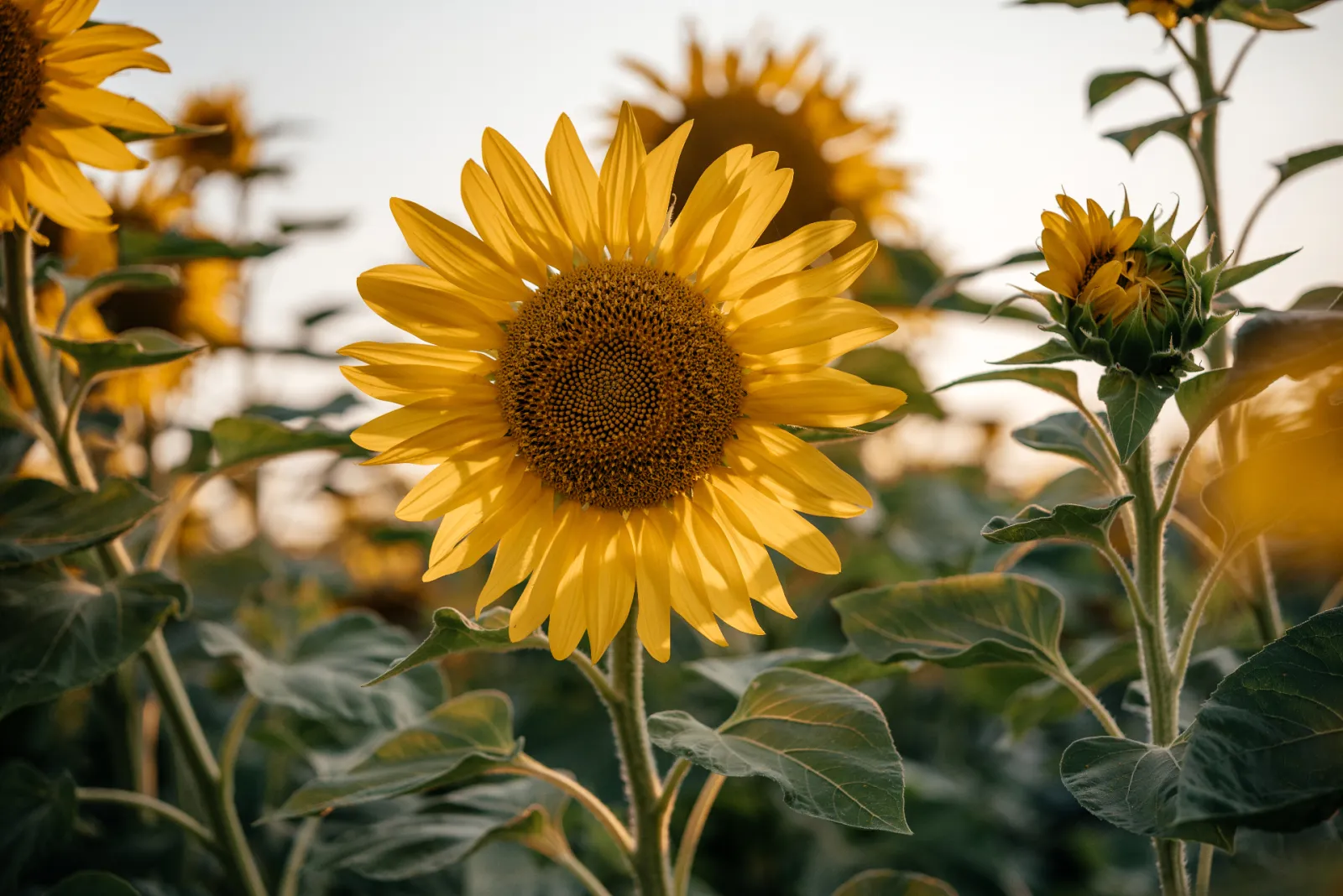 Girasol